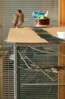 Krahujec obecny - Accipiter nisus - Eurasian Sparrowhawk 0071